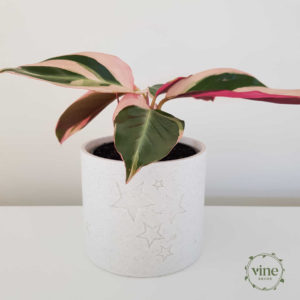 Vine Decor Plant Pot Marble Stars Triostar