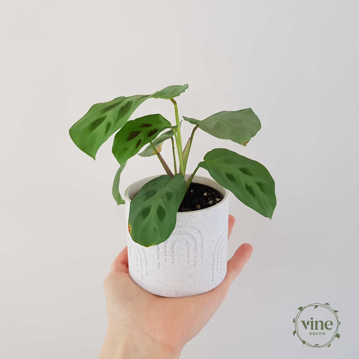 Rainbow Pot 6 Vine Decor Plant Pot Marble Rainbow